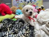 Łendy Vel Moli - 6 tygodni